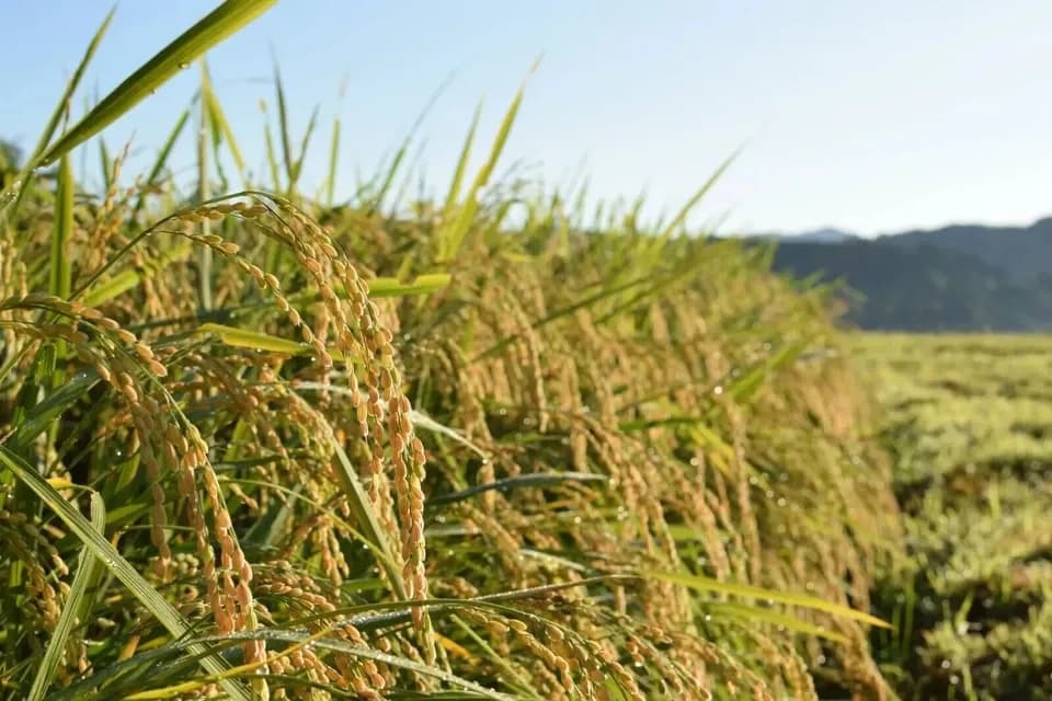 【2025年産・白米5kg】農薬・化学肥料不使用／新潟県産コシヒカリ（一等米）