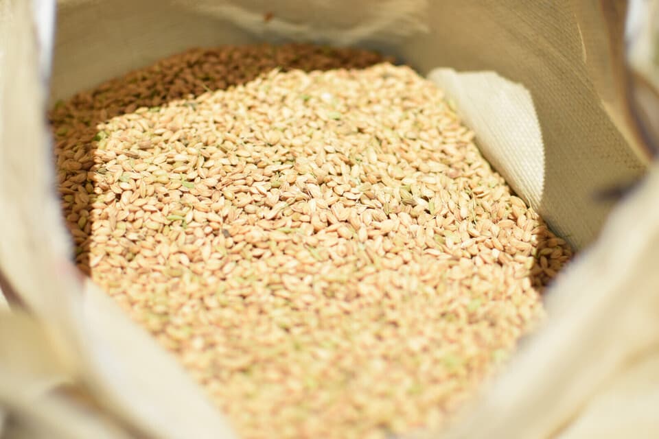 3kg【雪室貯蔵】令和6年度産 / 雪国棚田米（コシヒカリ）~農薬・化学肥料不使用~（新潟）