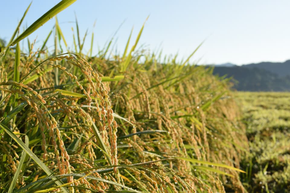 3kg【雪室貯蔵】令和6年度産 / 雪国棚田米（コシヒカリ）~農薬・化学肥料不使用~（新潟）