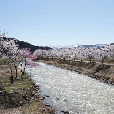 やっと桜前線が