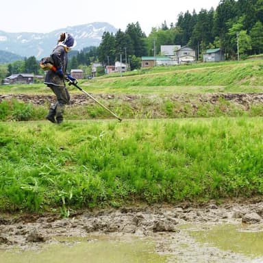 畦の除草剤も使いません