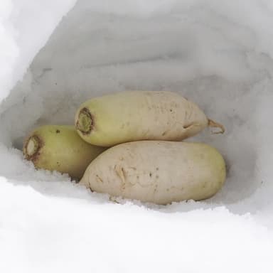 雪室をつくってみました
