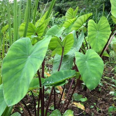 伝統野菜「ずいき」のピクルス