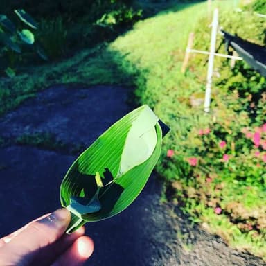 想い出のひきだしを、そっとあけてくれるお茶