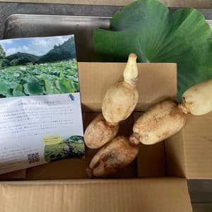 無農薬・無施肥の自然栽培のれんこん　クール便発送
