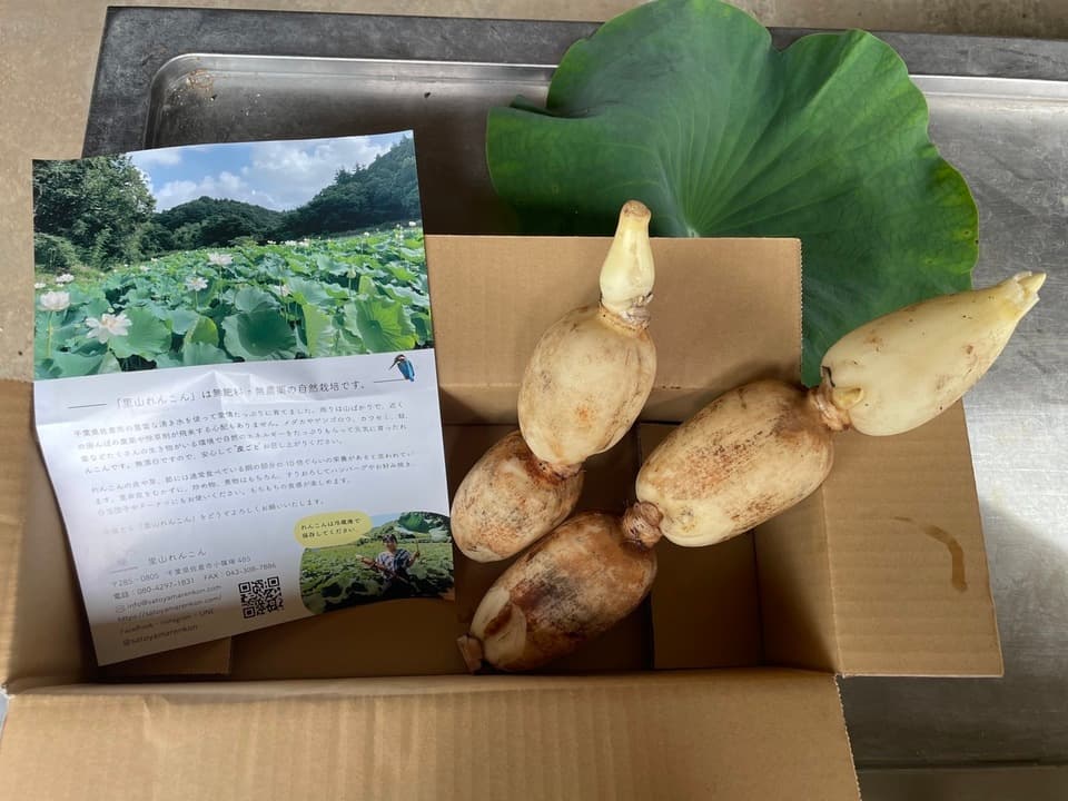 無農薬・無施肥の自然栽培のれんこん　クール便発送