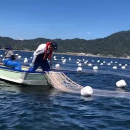 海苔の種付け、育苗がスタートしました