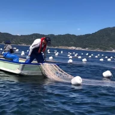 海苔の種付け、育苗がスタートしました