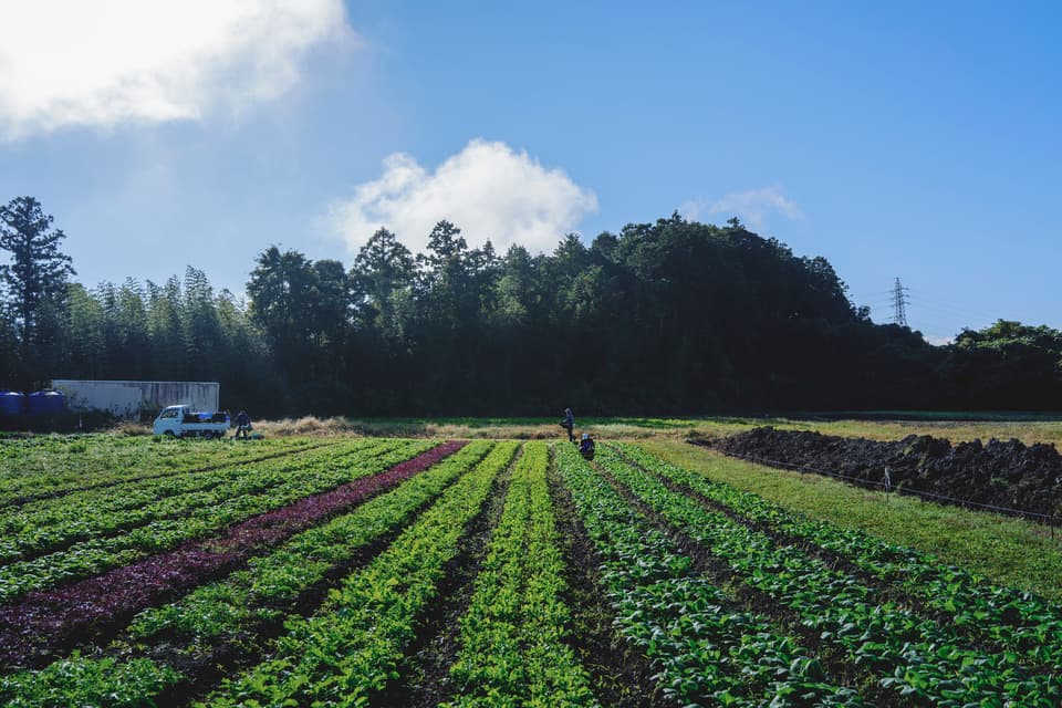 旨みと甘みの強い露地栽培＜旬の有機野菜セット＞農薬化学肥料不使用・静岡県産