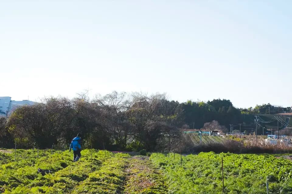 ＜旬のにんじん 4.5kg＞農薬化学肥料不使用・静岡県産 