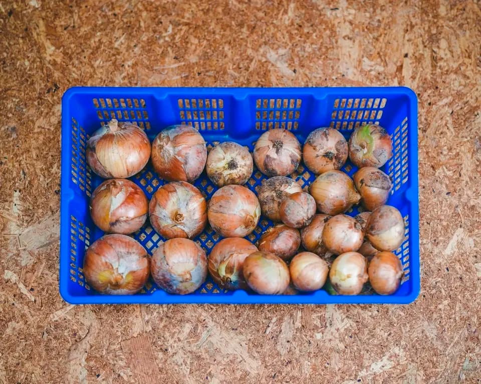 ＜有機たまねぎ 3kg＞農薬化学肥料不使用・静岡県産 