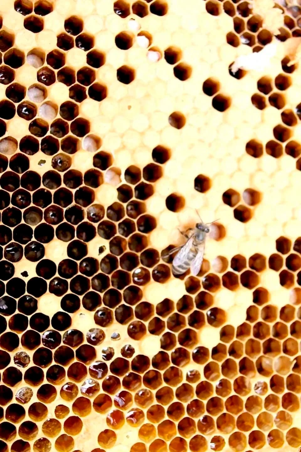 SHIMANTO LOCAL HONEY しまんと百笑かんぱに (高知県産) はちみつ通販