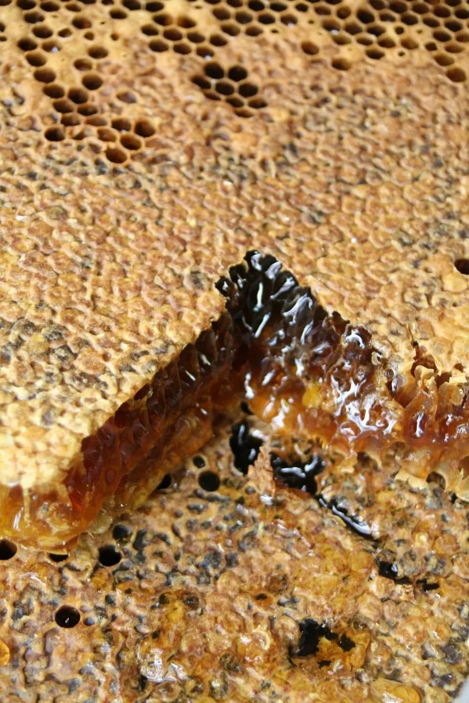 SHIMANTO LOCAL HONEY