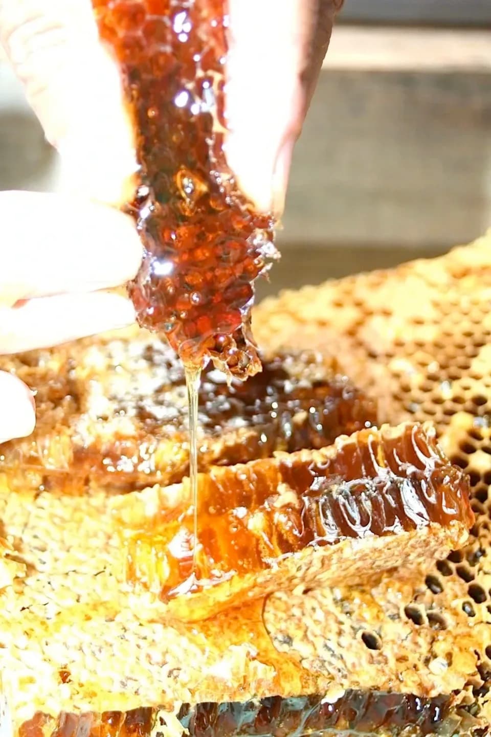 SHIMANTO LOCAL HONEY しまんと百笑かんぱに (高知県産) はちみつ通販
