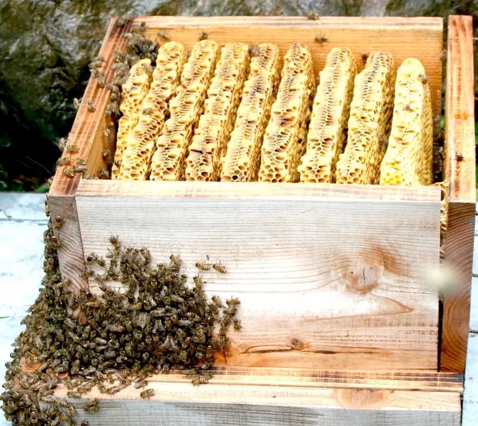 SHIMANTO LOCAL HONEY