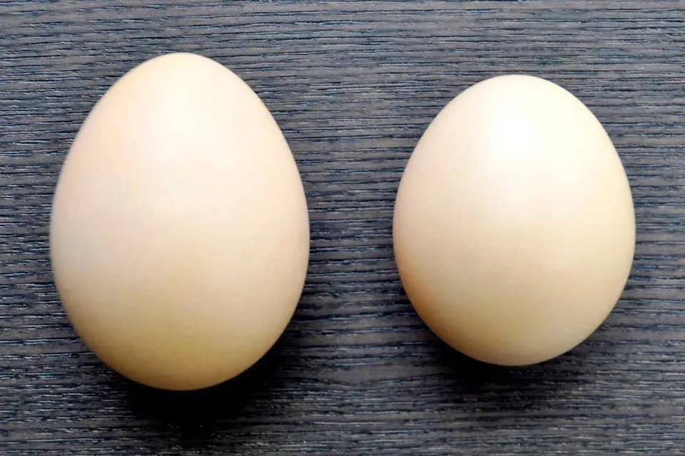 土佐ジローのたまご【放飼い有精卵】