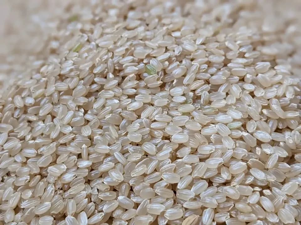  【R7年度産】白川の美米（玄米）｜熊本阿蘇 筑後川源流で育む自然栽培米｜農薬・肥料・除草剤一切不使用｜森のくまさん