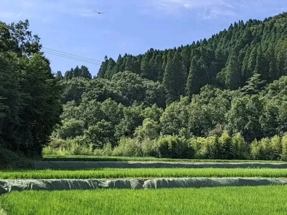 【R7年度産】白川の美米（玄米）｜熊本阿蘇 筑後川源流で育む自然栽培米｜農薬・肥料・除草剤一切不使用｜森のくまさん