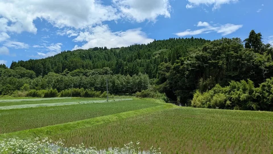  【R7年度産】白川の美米（玄米）｜熊本阿蘇 筑後川源流で育む自然栽培米｜農薬・肥料・除草剤一切不使用｜森のくまさん