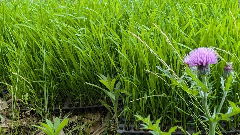 【R7年度産】白川の美米（玄米）｜熊本阿蘇 筑後川源流で育む自然栽培米｜農薬・肥料・除草剤一切不使用｜森のくまさん