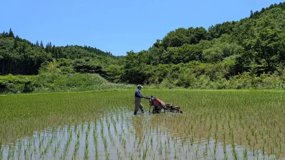  【R7年度産】白川の美米（玄米）｜熊本阿蘇 筑後川源流で育む自然栽培米｜農薬・肥料・除草剤一切不使用｜森のくまさん