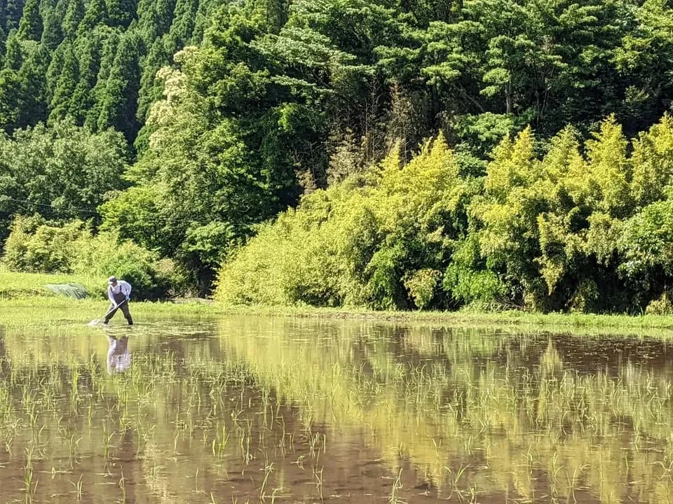  【R7年度産】白川の美米（玄米）｜熊本阿蘇 筑後川源流で育む自然栽培米｜農薬・肥料・除草剤一切不使用｜森のくまさん