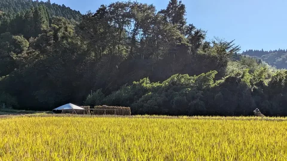 【R7年度産】白川の美米（玄米）｜熊本阿蘇 筑後川源流で育む自然栽培米｜農薬・肥料・除草剤一切不使用｜森のくまさん