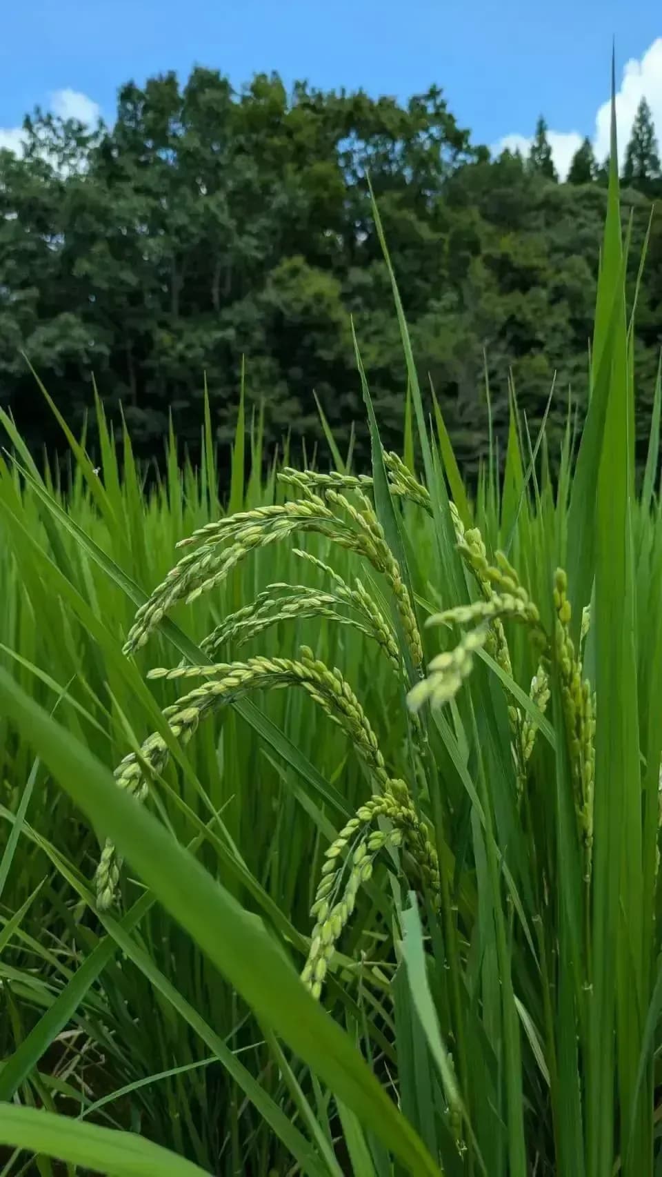 【R7年度産】白川の美米（玄米）｜熊本阿蘇 筑後川源流で育む自然栽培米｜農薬・肥料・除草剤一切不使用｜森のくまさん