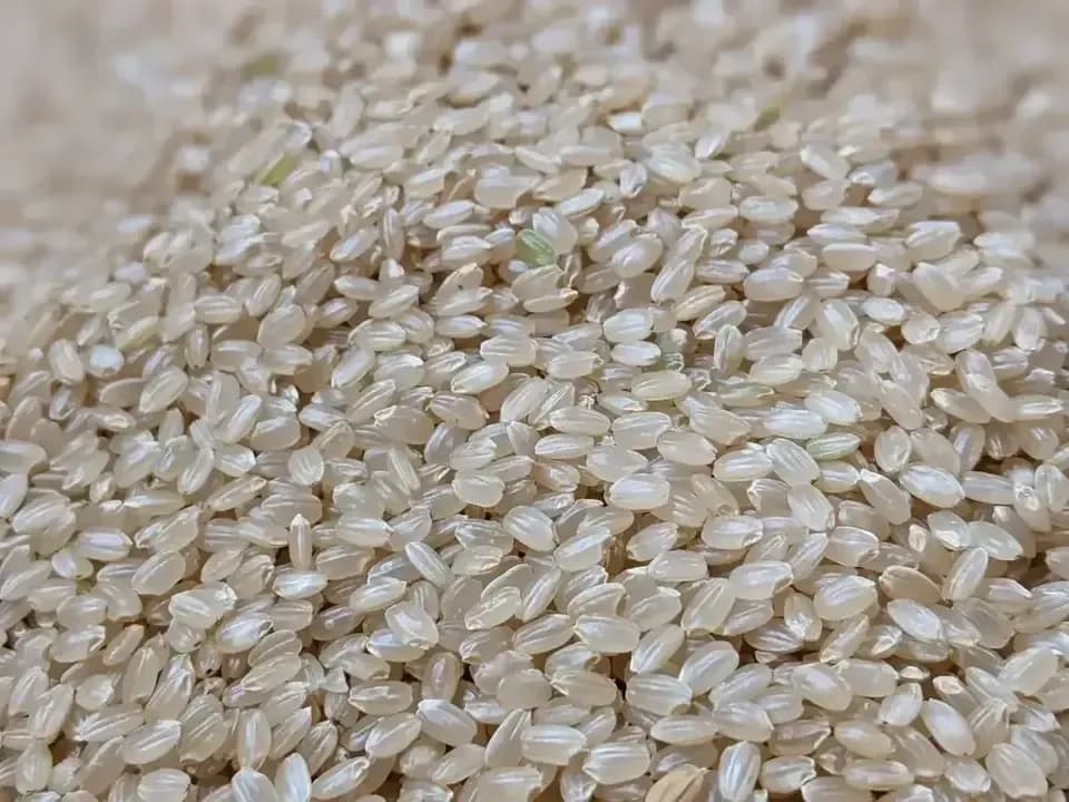 【R7年度産】白川の美米（玄米）｜熊本阿蘇 筑後川源流で育む自然栽培米｜農薬・肥料・除草剤一切不使用｜森のくまさん