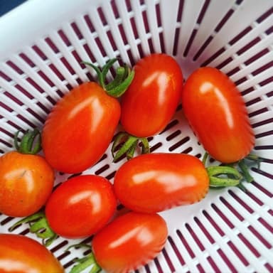畑からの贈り物🍅