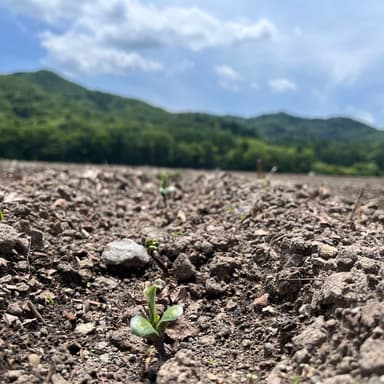 萌芽🌱