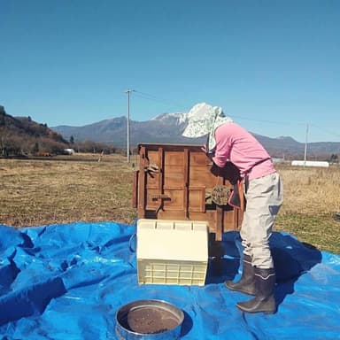 大豆の収穫始まっています🧑‍🌾