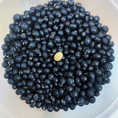黒千石大豆の選別(納豆に✨)