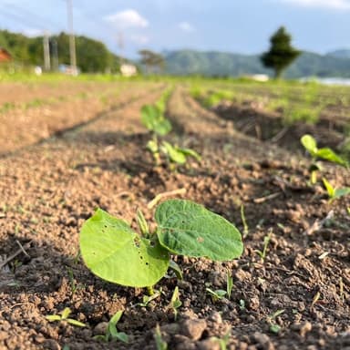 大豆もすくすく踊ってます♪