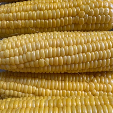 とうろもろこしまつりです🍀🌽😆