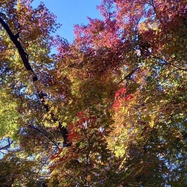 軽井沢　やっと紅葉見頃です🍁