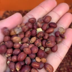 2026年のお豆腐になる大豆、納豆になる大豆！