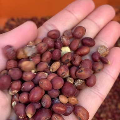 2026年のお豆腐になる大豆、納豆になる大豆！