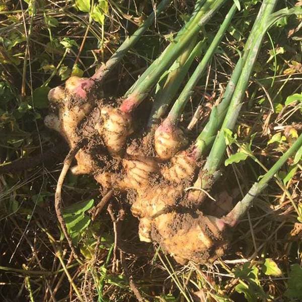 熊本県産 無農薬・無肥料 泥つき新生姜