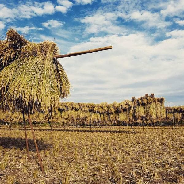 ヒノヒカリ玄米 30年度産 [自然栽培・天日干し米]