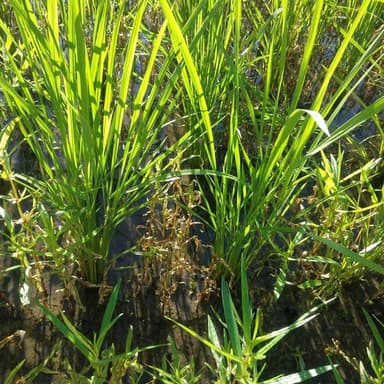 雑草を食べる虫の中間報告