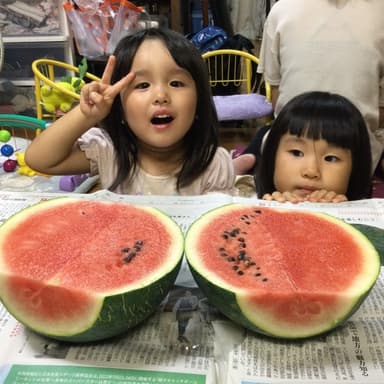 佐賀県みやき町の自然栽培農場で収穫されたスイカ