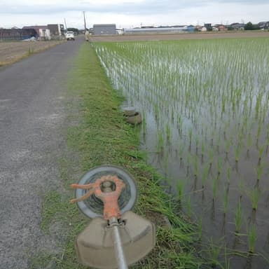 除草剤を吸収した米