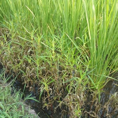 雑草を食べる虫③
