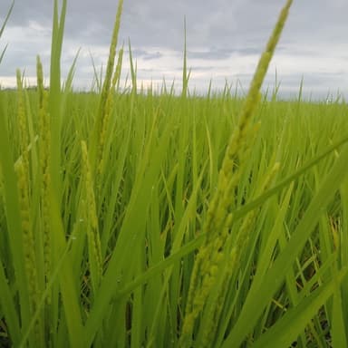 自然栽培（無肥料・無農薬）神のDNAコシヒカリ出穂開花