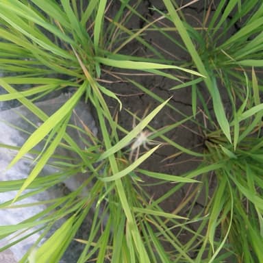 益虫クモが増殖中自然農法（無肥料・無農薬栽培）
