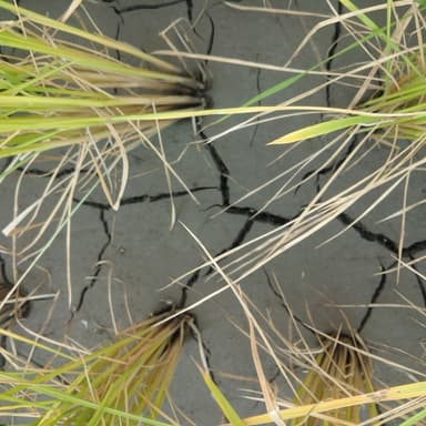 水田の乾燥が進み地割れを確認