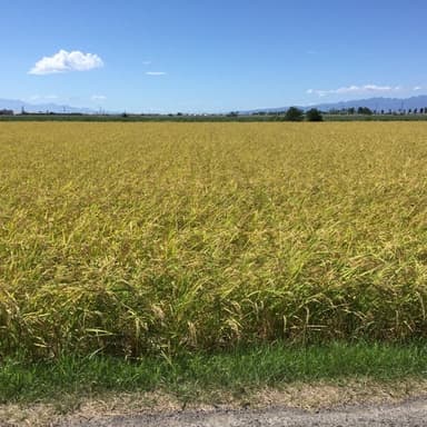 ネオニコ系農薬で神経が