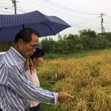 佐賀県特別栽培農産物2022水稲検査