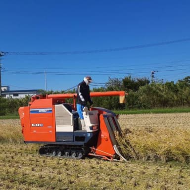 2022年産DNAコシヒカリ最後のコンバイン収穫